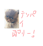たぬたぬスタンプ2 リーチ麻雀（個別スタンプ：6）