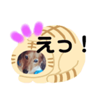東 奈蝶のワンコスタンプ（個別スタンプ：8）