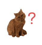あんずですにゃ（個別スタンプ：1）