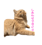 あんずですにゃ（個別スタンプ：6）