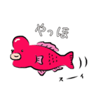 たのしいコブダイ（個別スタンプ：1）