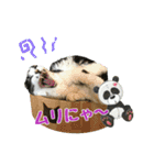 おともにゃちスタンプ⑫（個別スタンプ：4）