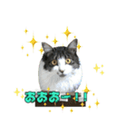 おともにゃちスタンプ⑫（個別スタンプ：12）
