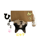 おともにゃちスタンプ⑫（個別スタンプ：13）