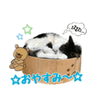 おともにゃちスタンプ⑫（個別スタンプ：14）