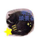 猫つぶやく（個別スタンプ：1）
