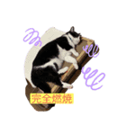 猫つぶやく（個別スタンプ：2）