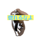 猫つぶやく（個別スタンプ：3）