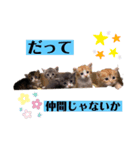 猫つぶやく（個別スタンプ：4）