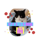 猫つぶやく（個別スタンプ：7）