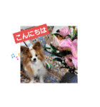 ぱぴぱぴパピヨン16（個別スタンプ：1）