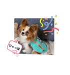 ぱぴぱぴパピヨン16（個別スタンプ：7）