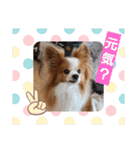 ぱぴぱぴパピヨン16（個別スタンプ：8）