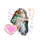 ぱぴぱぴパピヨン16（個別スタンプ：15）