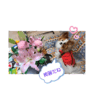 ぱぴぱぴパピヨン16（個別スタンプ：16）