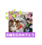 ぱぴぱぴパピヨン16（個別スタンプ：29）