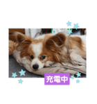 ぱぴぱぴパピヨン16（個別スタンプ：37）