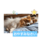 ぱぴぱぴパピヨン16（個別スタンプ：38）