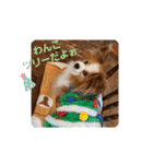 ぱぴぱぴパピヨン16（個別スタンプ：40）