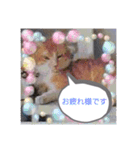 ワンちゃんとニャンちゃんとウサちゃん（個別スタンプ：4）