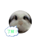 ワンちゃんとニャンちゃんとウサちゃん（個別スタンプ：7）