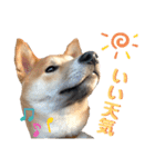 柴犬ふくの日常スタンプ第3弾♪♪（個別スタンプ：1）