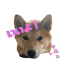 柴犬ふくの日常スタンプ第3弾♪♪（個別スタンプ：2）