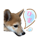 柴犬ふくの日常スタンプ第3弾♪♪（個別スタンプ：3）