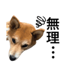 柴犬ふくの日常スタンプ第3弾♪♪（個別スタンプ：4）