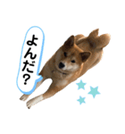 柴犬ふくの日常スタンプ第3弾♪♪（個別スタンプ：5）
