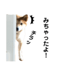 柴犬ふくの日常スタンプ第3弾♪♪（個別スタンプ：6）