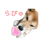 柴犬ふくの日常スタンプ第3弾♪♪（個別スタンプ：9）