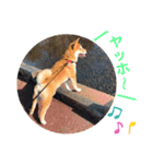 柴犬ふくの日常スタンプ第3弾♪♪（個別スタンプ：11）