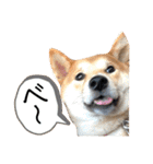 柴犬ふくの日常スタンプ第3弾♪♪（個別スタンプ：12）