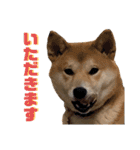 柴犬ふくの日常スタンプ第3弾♪♪（個別スタンプ：13）