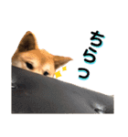 柴犬ふくの日常スタンプ第3弾♪♪（個別スタンプ：14）