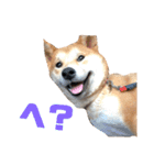 柴犬ふくの日常スタンプ第3弾♪♪（個別スタンプ：15）