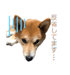 柴犬ふくの日常スタンプ第3弾♪♪（個別スタンプ：16）