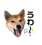 柴犬ふくの日常スタンプ第3弾♪♪（個別スタンプ：18）