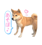 柴犬ふくの日常スタンプ第3弾♪♪（個別スタンプ：19）