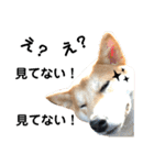 柴犬ふくの日常スタンプ第3弾♪♪（個別スタンプ：21）