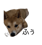 柴犬ふくの日常スタンプ第3弾♪♪（個別スタンプ：22）