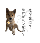 柴犬ふくの日常スタンプ第3弾♪♪（個別スタンプ：24）