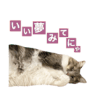 カルダモンだもん！(2)（個別スタンプ：4）
