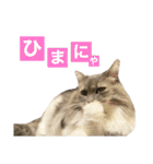 カルダモンだもん！(2)（個別スタンプ：5）