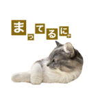 カルダモンだもん！(2)（個別スタンプ：7）
