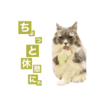 カルダモンだもん！(2)（個別スタンプ：15）