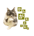 カルダモンだもん！(2)（個別スタンプ：19）