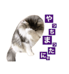 カルダモンだもん！(2)（個別スタンプ：28）