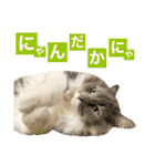 カルダモンだもん！(2)（個別スタンプ：29）